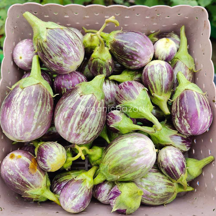 Organic Brinjal Light Purple  F1 Hybrid seeds- Open Pollinated 50 seeds-vegetable seeds