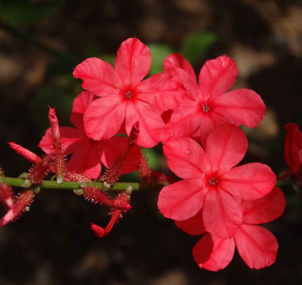 Chethi Koduveli (Plumbago Indica) Medicinal Plant - Live Healthy Plant