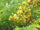 Pathimukam (Biancaea Sappan) Medicinal Plant - Healthy Live Plant