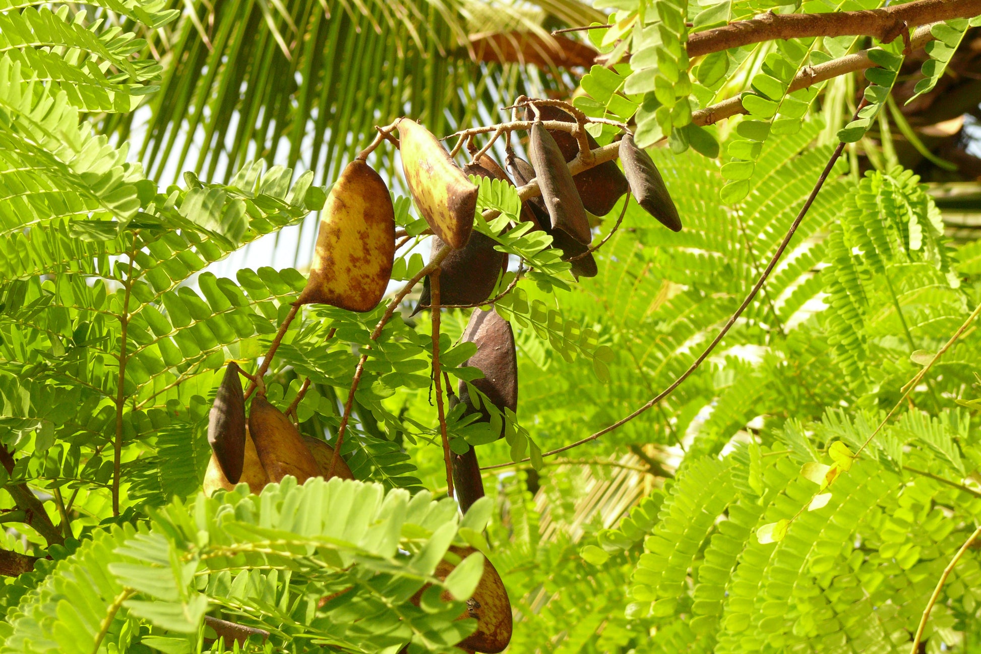 Pathimukam (Biancaea Sappan) Medicinal Plant - Healthy Live Plant