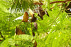 Pathimukam (Biancaea Sappan) Medicinal Plant - Healthy Live Plant
