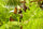 Pathimukam (Biancaea Sappan) Medicinal Plant - Healthy Live Plant