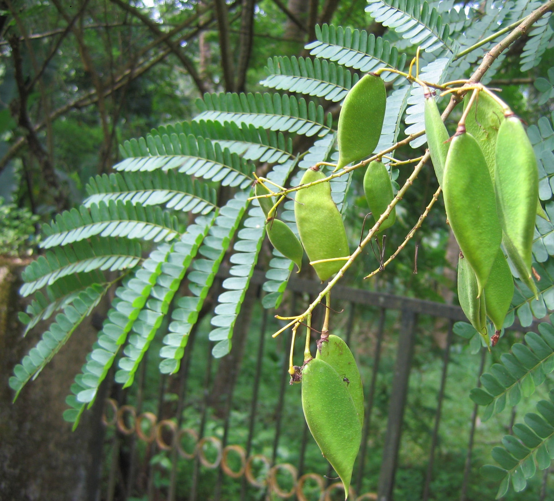 Pathimukam (Biancaea Sappan) Medicinal Plant - Healthy Live Plant