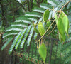 Pathimukam (Biancaea Sappan) Medicinal Plant - Healthy Live Plant