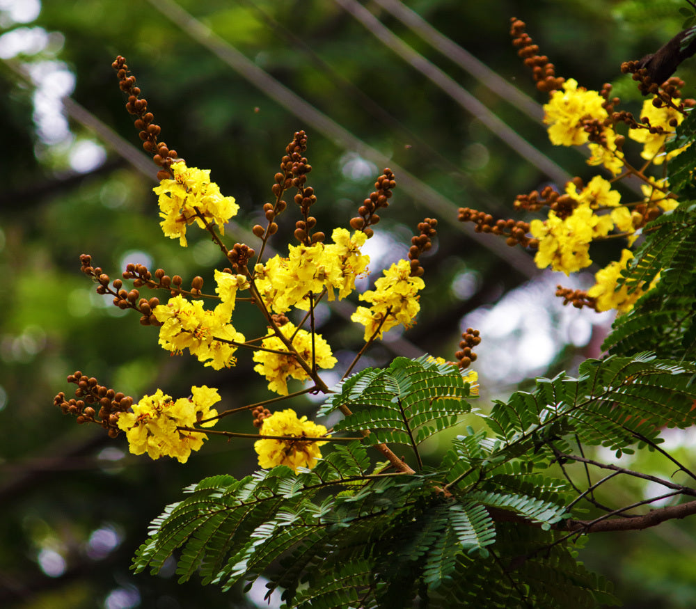 Pathimukam (Biancaea Sappan) Medicinal Plant - Healthy Live Plant