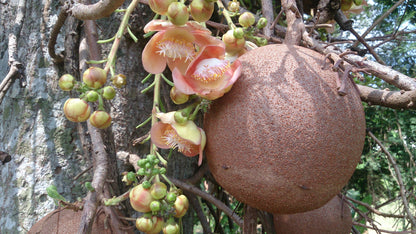 Authentic Nagalingam (Couroupita Guianensis) Medicinal Plant - Healthy Live Sapling
