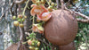 Authentic Nagalingam (Couroupita Guianensis) Medicinal Plant - Healthy Live Sapling