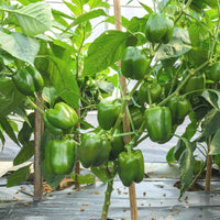 Organic Capsicum green F1 Hybrid seeds- Open Pollinated 10 seeds-vegetable seeds