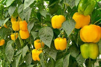 Organic Capsicum yellow F1 Hybrid seeds- Open Pollinated 10 seeds-vegetable seeds