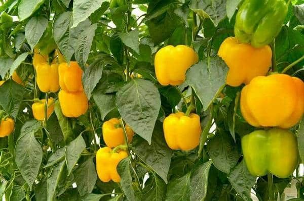 Organic Capsicum yellow F1 Hybrid seeds- Open Pollinated 10 seeds-vegetable seeds