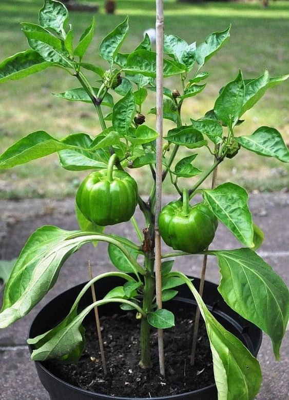 Organic Capsicum green F1 Hybrid seeds- Open Pollinated 10 seeds-vegetable seeds