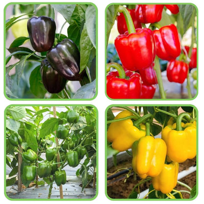 🫑 Capsicum / Bell Pepper Mixed Color Hybrid Seeds – Pack of 30 - Vegetable Seeds