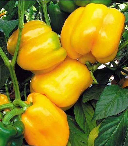 Organic Capsicum yellow F1 Hybrid seeds- Open Pollinated 10 seeds-vegetable seeds