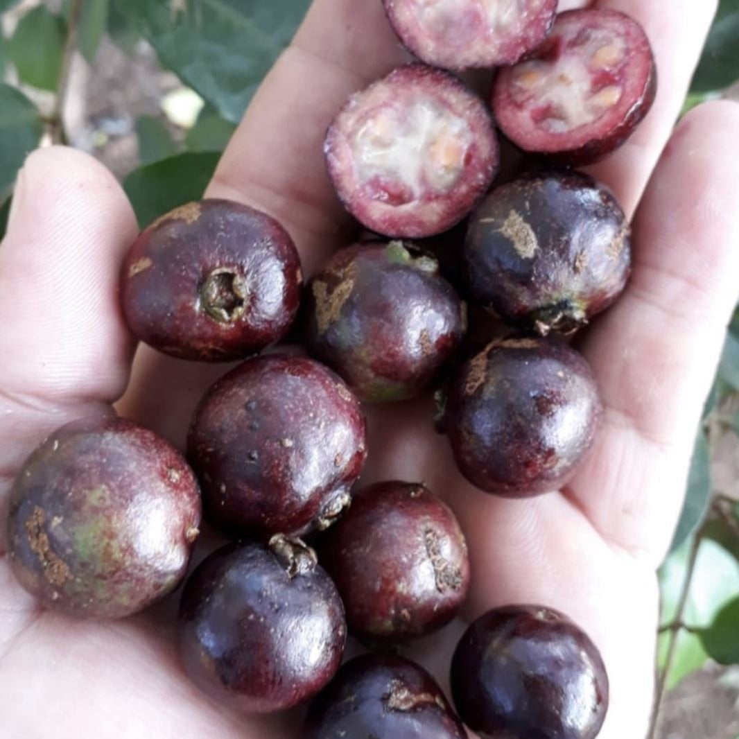 Exotic Purple Forest Guava: Araca-Una Psidium Myrtoides Fruit Plant