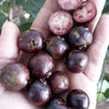 Exotic Purple Forest Guava: Araca-Una Psidium Myrtoides Fruit Plant
