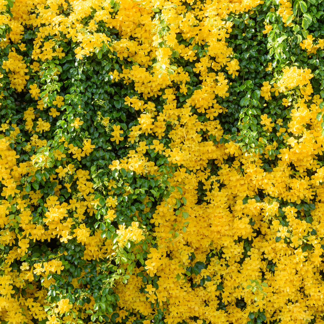 Vibrant Yellow Cat's Claw Creeper: Fast-Growing Hybrid Flowering Plant for Gardens