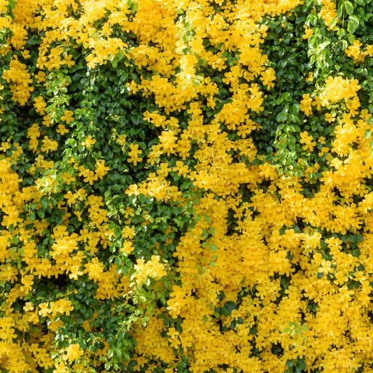 Vibrant Yellow Cat's Claw Creeper: Fast-Growing Hybrid Flowering Plant for Gardens