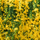 Vibrant Yellow Cat's Claw Creeper: Fast-Growing Hybrid Flowering Plant for Gardens