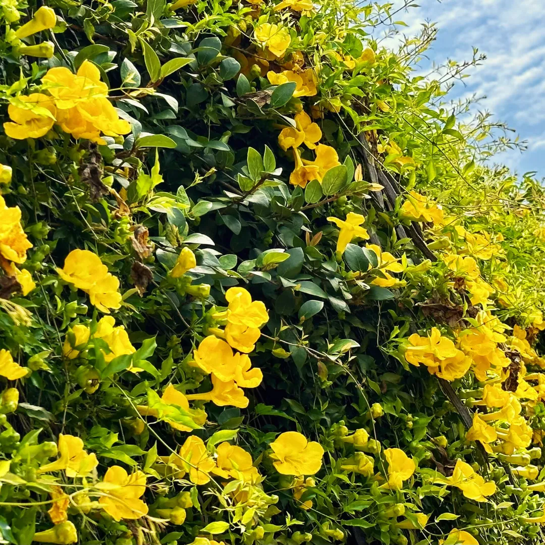 Vibrant Yellow Cat's Claw Creeper: Fast-Growing Hybrid Flowering Plant for Gardens