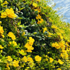 Vibrant Yellow Cat's Claw Creeper: Fast-Growing Hybrid Flowering Plant for Gardens