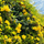 Vibrant Yellow Cat's Claw Creeper: Fast-Growing Hybrid Flowering Plant for Gardens