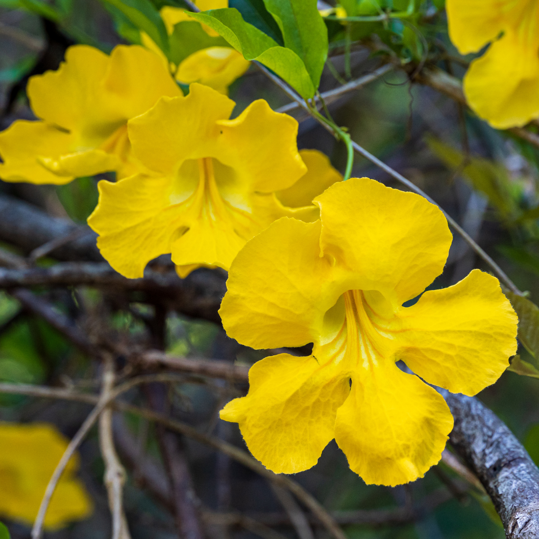 Vibrant Yellow Cat's Claw Creeper: Fast-Growing Hybrid Flowering Plant for Gardens