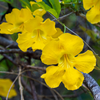 Vibrant Yellow Cat's Claw Creeper: Fast-Growing Hybrid Flowering Plant for Gardens