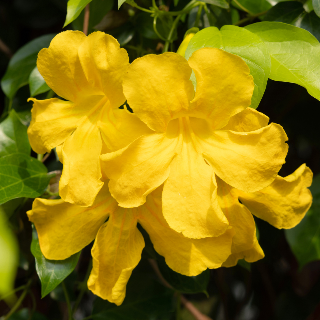 Vibrant Yellow Cat's Claw Creeper: Fast-Growing Hybrid Flowering Plant for Gardens