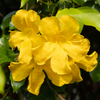Vibrant Yellow Cat's Claw Creeper: Fast-Growing Hybrid Flowering Plant for Gardens