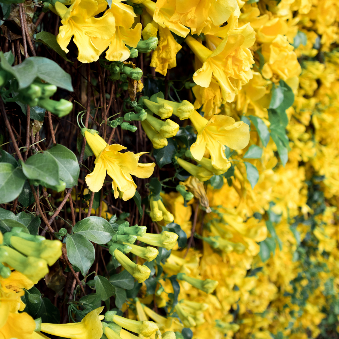 Vibrant Yellow Cat's Claw Creeper: Fast-Growing Hybrid Flowering Plant for Gardens