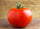 🍅 Celebrity Hybrid Tomato Seeds – 100 Seeds, All-Purpose & Disease-Resistant Variety  - Vegetable Seeds