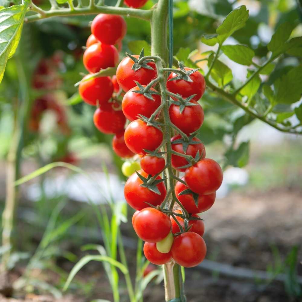 🍅 Cherry Tomato Hybrid Seeds – Pack of 50 - Vegetable Seeds
