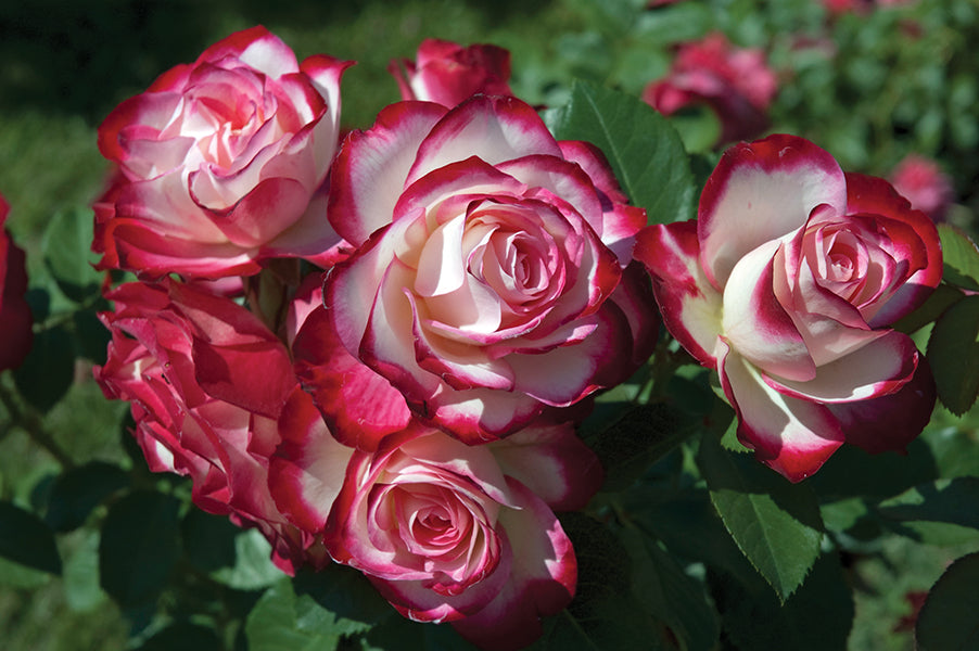 Exotic Hybrid Climbing Rose Flower Seeds – Pack of 20  -Cherry Parfait - Rose Seeds