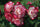 Exotic Hybrid Climbing Rose Flower Seeds – Pack of 20  -Cherry Parfait - Rose Seeds