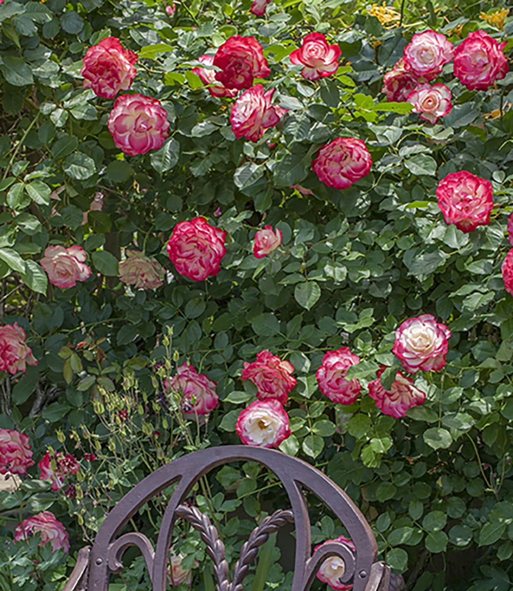Exotic Hybrid Climbing Rose Flower Seeds – Pack of 20  -Cherry Parfait - Rose Seeds