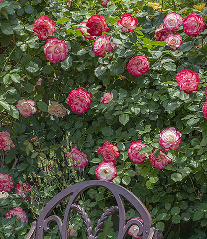 Exotic Hybrid Climbing Rose Flower Seeds – Pack of 20  -Cherry Parfait - Rose Seeds