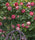 Exotic Hybrid Climbing Rose Flower Seeds – Pack of 20  -Charisma - Rose Seeds