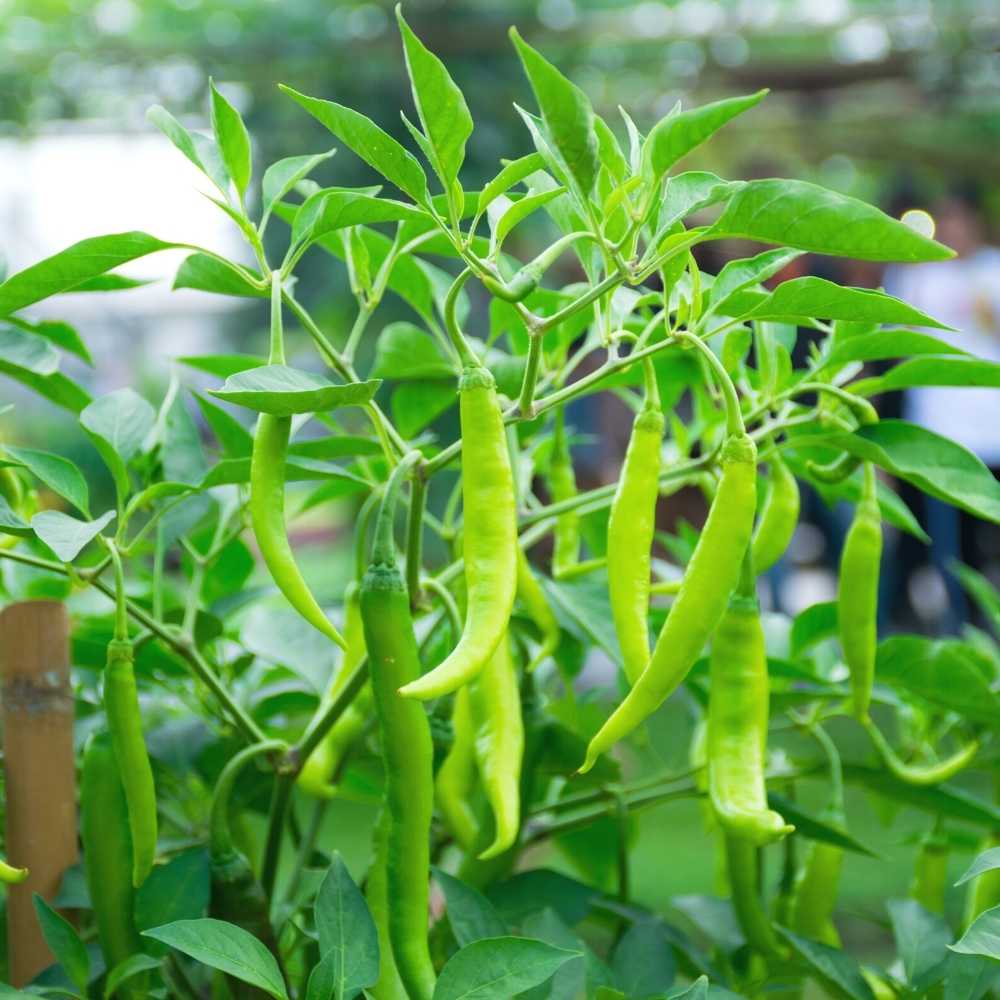 🌶️ Chilli Jwala (Hari Mirch) Hybrid Seeds – Pack of 25 - Vegetable Seeds