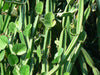 Healthy Live Asthi Samhara Cissus Quadrangularis Medicinal Plant - Bone Health