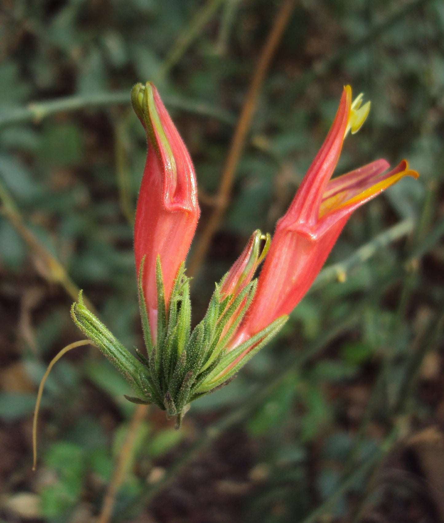 Vishapacha (Clinacanthus Nutans) Medicinal Plant: Healthy Live Plant in Polybag