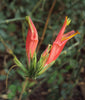Vishapacha (Clinacanthus Nutans) Medicinal Plant: Healthy Live Plant in Polybag