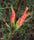 Vishapacha (Clinacanthus Nutans) Medicinal Plant: Healthy Live Plant in Polybag