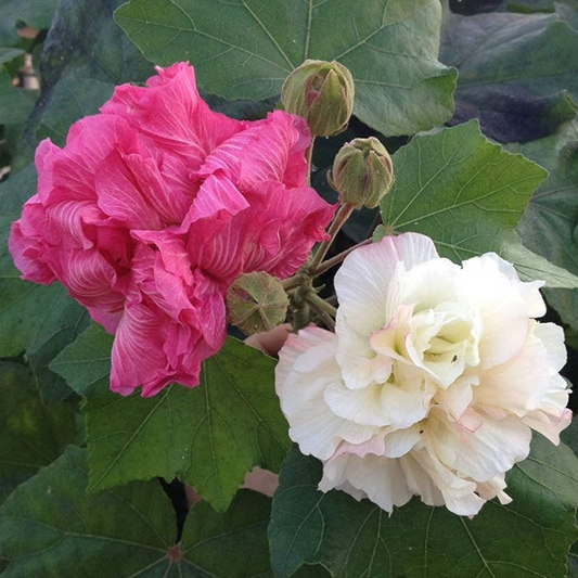 Confederate Rose Magic Hibiscus Mutabilis: Hybrid Flower Plant for Your Garden
