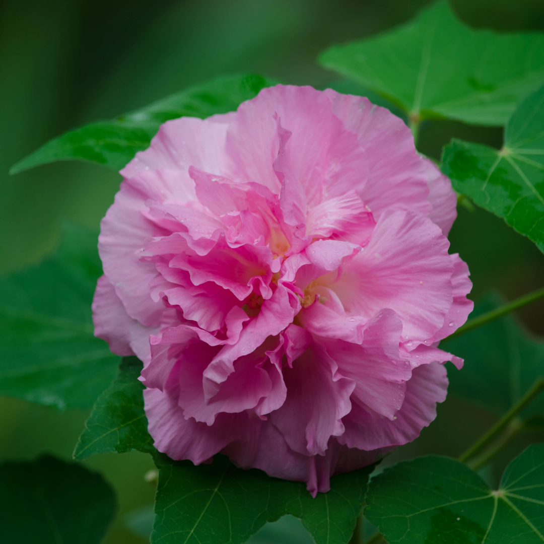Confederate Rose Magic Hibiscus Mutabilis: Hybrid Flower Plant for Your Garden