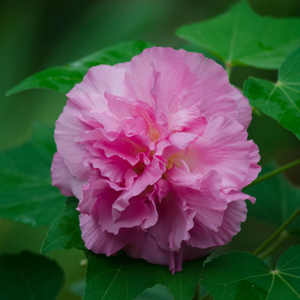 Confederate Rose Magic Hibiscus Mutabilis: Hybrid Flower Plant for Your Garden