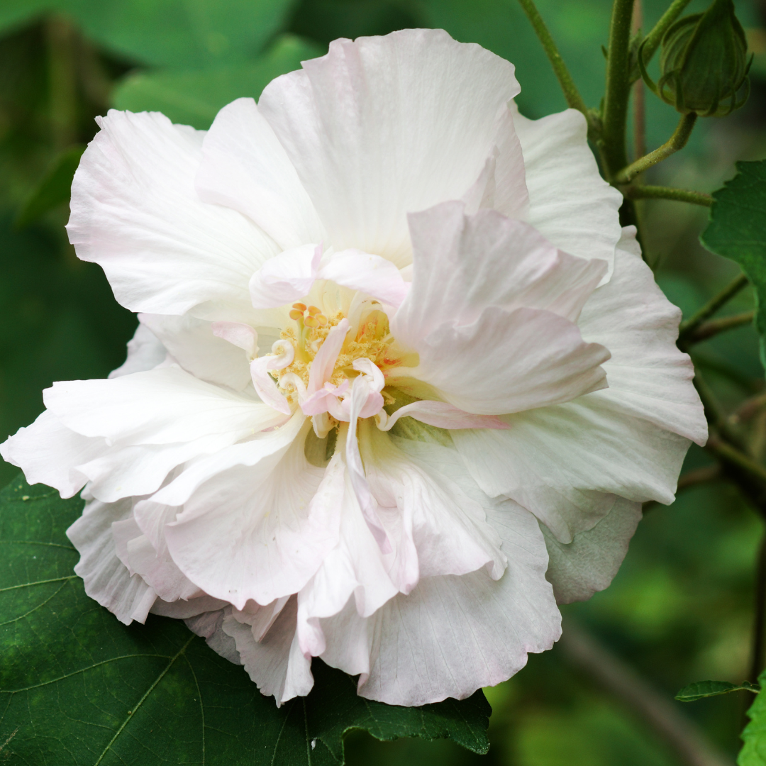 Confederate Rose Magic Hibiscus Mutabilis: Hybrid Flower Plant for Your Garden