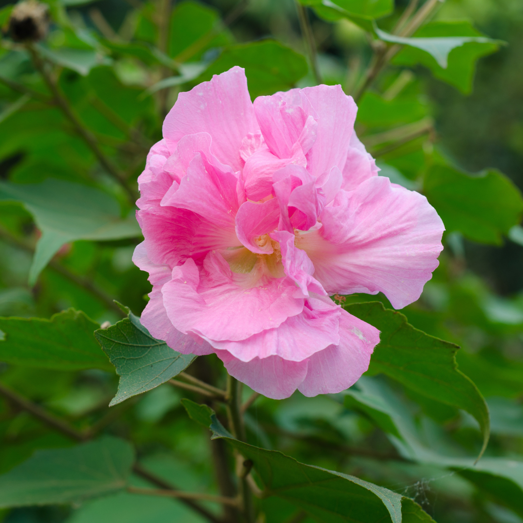 Confederate Rose Magic Hibiscus Mutabilis: Hybrid Flower Plant for Your Garden