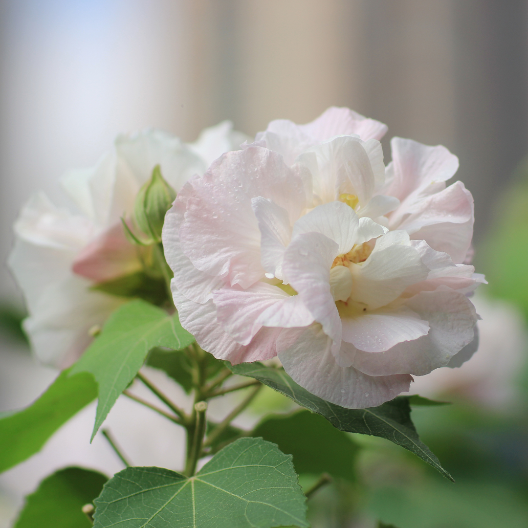 Confederate Rose Magic Hibiscus Mutabilis: Hybrid Flower Plant for Your Garden