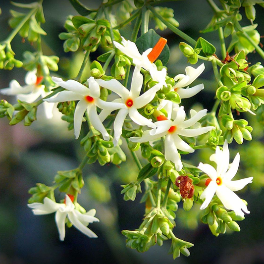 Fragrant Coral Jasmine White Nyctanthes Arbor-tristis Live Flower Plant