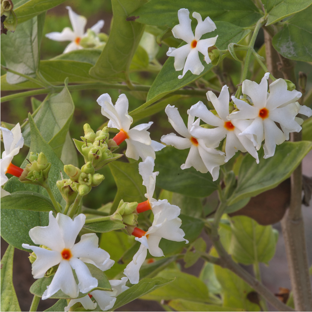 Fragrant Coral Jasmine White Nyctanthes Arbor-tristis Live Flower Plant